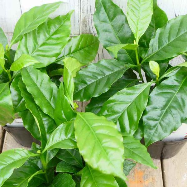コーヒー 苗 アラビカ種 3本植え 3.5号 観葉植物 ミニグリーン 260317
