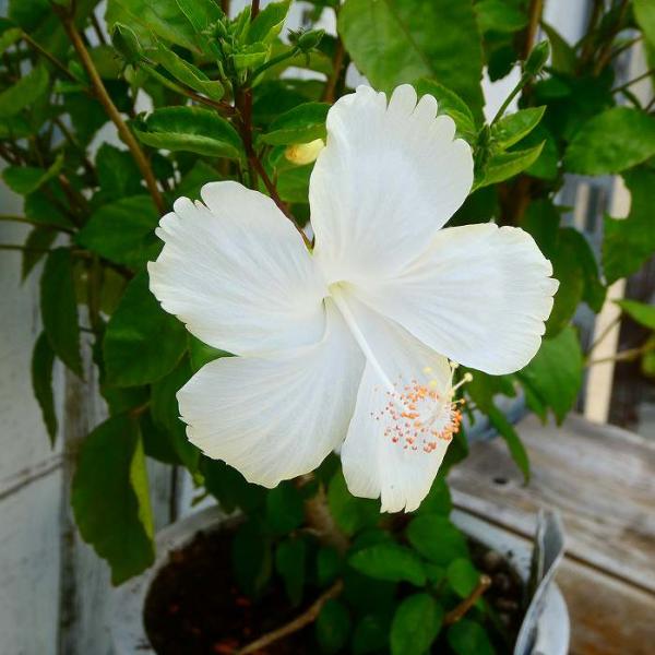 ハイビスカス ヘップバーンホワイト 夏の恋人たち 6号鉢 原種系 白花