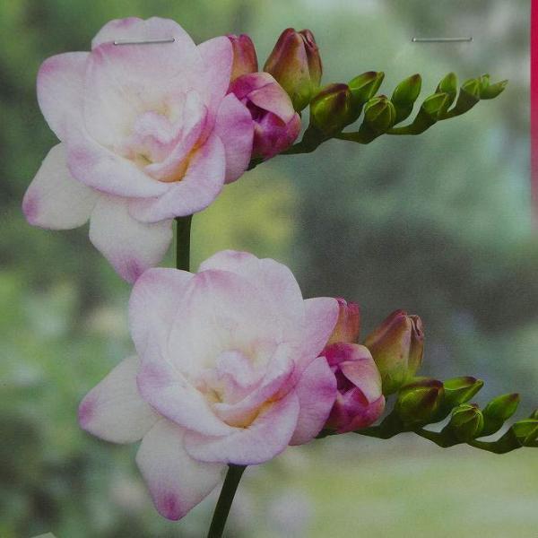 球根 フリージア 八重の価格と最安値 おすすめ通販を激安で