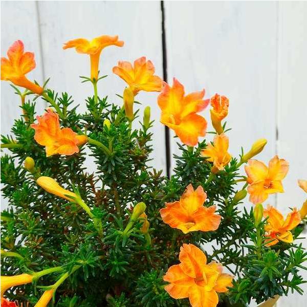 初恋草 イノッチイエロー 黄花 3号 レシュノルティア 鉢花 オーストラリア原産 0929