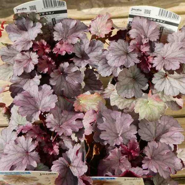 専用❣️Begonia 3点　ご予約品 抽選販売【おらいさん苗】恋煩い | cottage garden