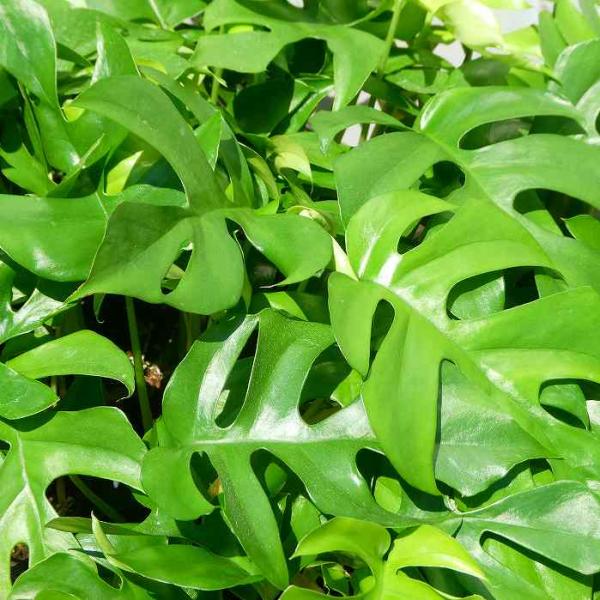 モンステラ 苗 ミニマ 3.5号 小型種 観葉植物 グリーン 250617 : お花