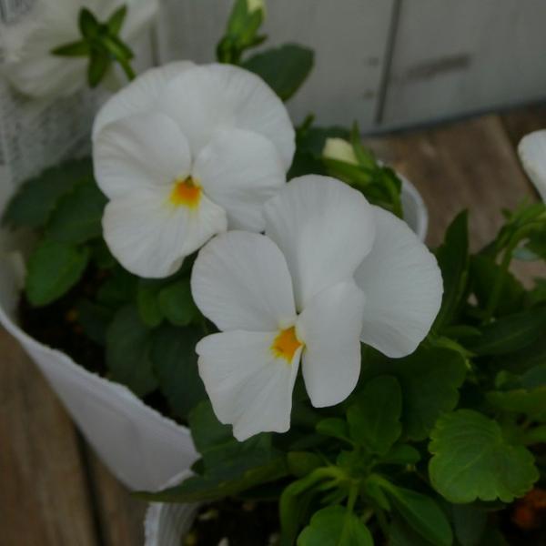 小輪パンジー『よく咲くスミレ＊マシュマロ』の苗です。新しい品種です。パンジーのように華やかでビオラのようにたくさん花を咲かせる人気の品種です。寒さに強く春まで楽しめます。花壇植え、寄せ植えにして日当たり良い場所に植えて下さい。 ポットの直径...