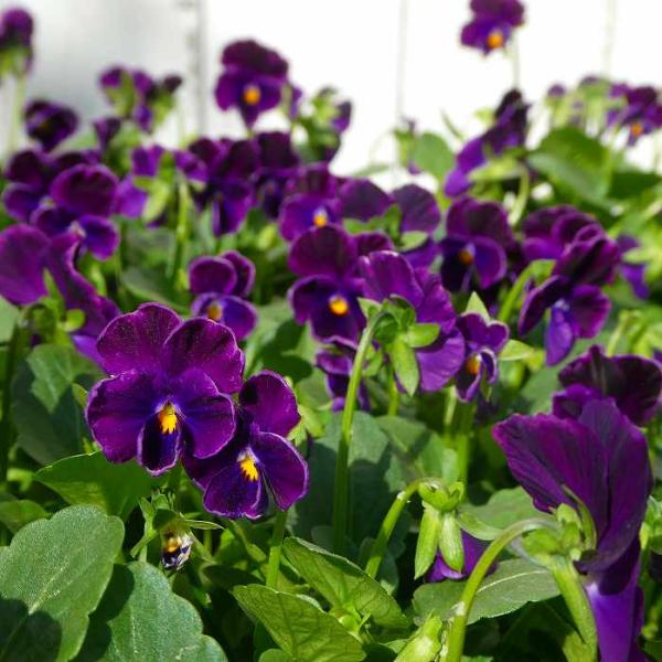 ビオラ 苗 ブラックディライト 黒花 3 5号 冬の花苗 花壇苗 花壇苗 お花処 昌山園 通販 Yahoo ショッピング