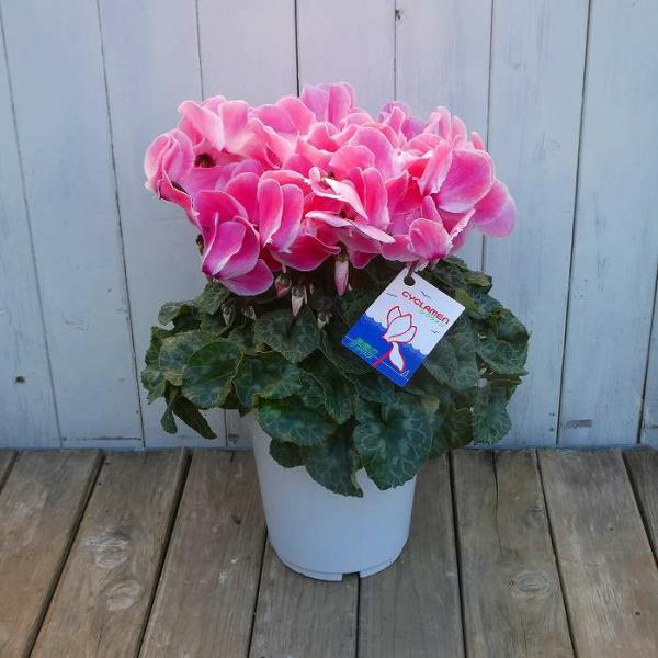 シクラメンの鉢植えです。写真の現品のお送りです。室内の明るい場所に置いて、乾いたらたっぷり水やりをしてください。終わったお花は茎の根元から取り除いてください。 ポットの直径は18cm（6号）です。ギフトでご利用の場合は無料でラッピングいたし...