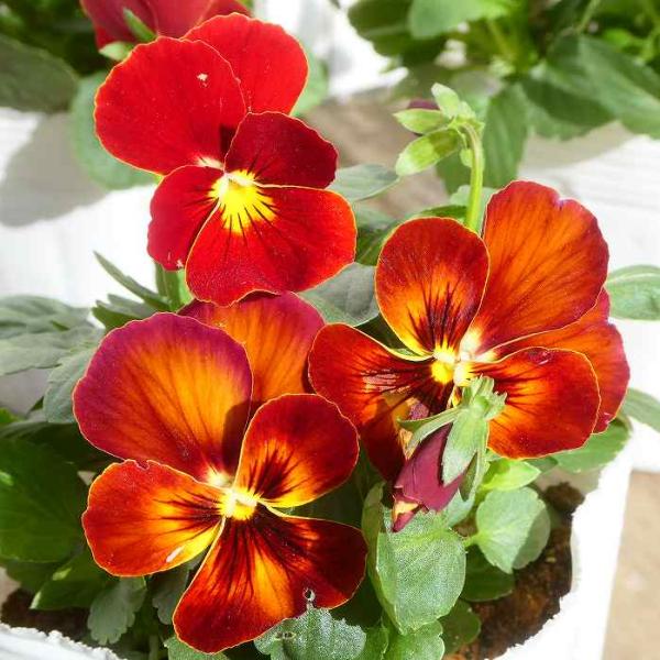 ビオラ『わらく＊アンティークブラウン』の苗です。濃いオレンジブラウン〜レッドの花色です。秋が植え込み適期です。寒さに強く、来春まで長く咲きます。寄せ植えや花壇植えにしてお楽しみ下さい。 ポットの直径は10.5cm（3.5号）です。 2