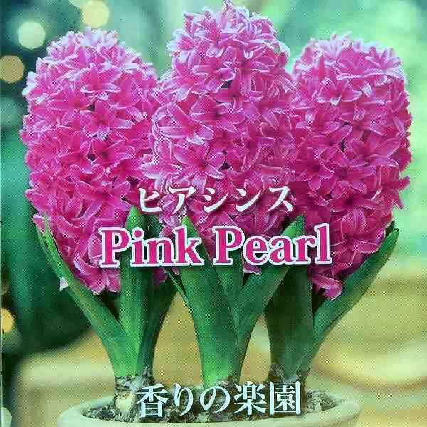 ヒヤシンス 3球寄せ植え ピンクパール 4号鉢 ヒアシンス 0111 お花処 昌山園 通販 Yahoo ショッピング