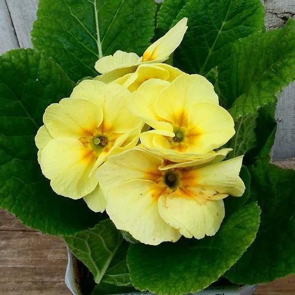 プリムラ ジュリアン オールドコレクション 現品18 アンティークカラー 3 5号 苗 花壇苗 0106 お花処 昌山園 通販 Yahoo ショッピング