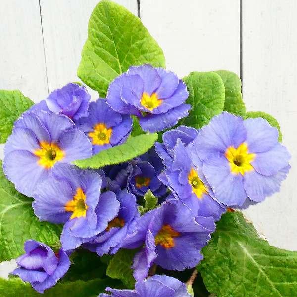 プリムラ ジュリアン オールドコレクション 現品13 アンティークカラー 3 5号 苗 花壇苗 0111 お花処 昌山園 通販 Yahoo ショッピング