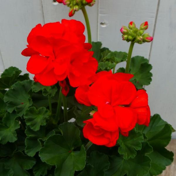 香香 様　ゼラニウム苗 5品種 香香 様 ゼラニウム苗 5品種 苗
