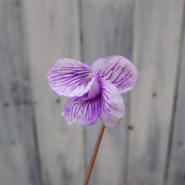 すみれ 苗 三宅 2.5号 日本すみれ スミレ 花苗 山野草 宿根草 250306