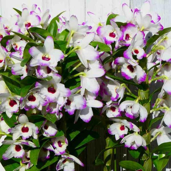 巨大！蘭 デンドロビューム ガットン 鉢植え