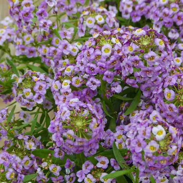 栄養系アリッサム 苗 ストリームコンパクト バイオレット 3.5号 冬の