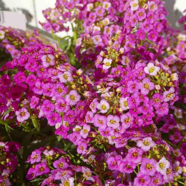 栄養系アリッサム スイートアリス ラベンダー 3 5号 苗 薄紫花 08 お花処 昌山園 通販 Yahoo ショッピング