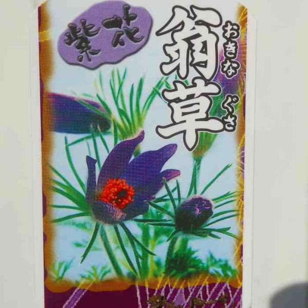 雪割草 桃花 ピンク 苗 2 5号 山野草 宿根草 春の山野草 0223 お花処 昌山園 通販 Yahoo ショッピング