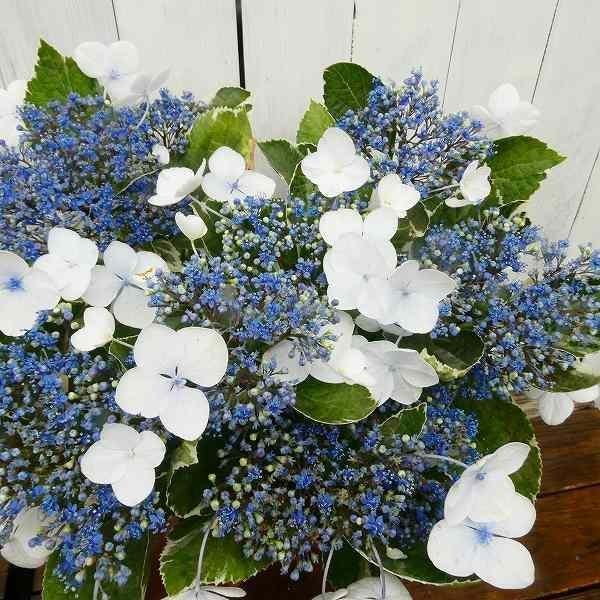 アジサイ 恋路ヶ浜 3 5号 苗 斑入り あじさい ガクアジサイ 2405 お花処 昌山園 通販 Yahoo ショッピング