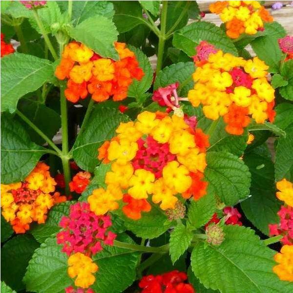 赤い花 Puhutakawa 木の赤いフワフワ花メトロシドロス ・ エクセルサ