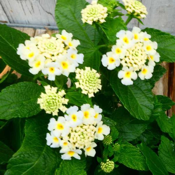 ランタナ 苗 ホワイト 白花 1ポット 七変化 3.5号 花苗 夏の花 栗原