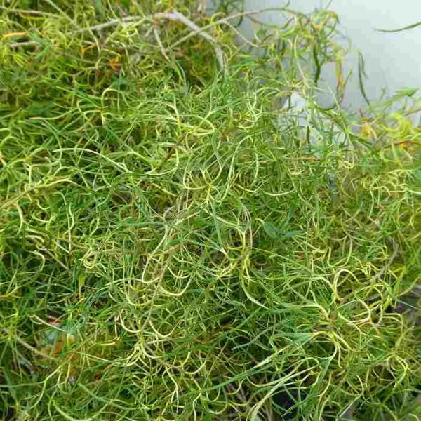 珍しい桑の木『糸桑』の苗木です。実が収穫出来るのかは不明です。写真の様に極細い葉の桑です。普通種と同様に暑さ寒さ共に強い丈夫な落葉樹です。地植え、鉢植えどちらでも楽しめます。落葉樹なので冬にご注文の場合は枝だけの状態でお届けの場合もございま...