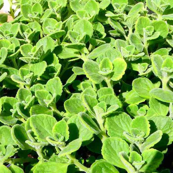 アロマティカス 苗 3 5号 プレクトランサス 香り 多肉植物 ハーブ 宿根草 ハーブティー クッキング 23 お花処 昌山園 通販 Yahoo ショッピング