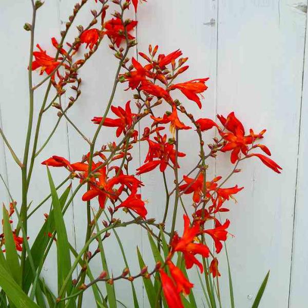 マリーゴールド アフリカン種 オレンジ 3 5号 超充実株 ガーデニング 花壇苗 夏花壇に 黄花 2512 お花処 昌山園 通販 Yahoo ショッピング