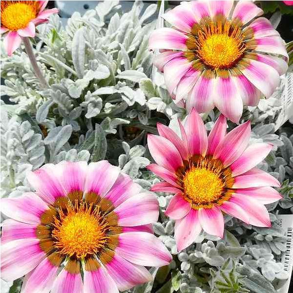 宿根ガザニア クリムゾンフラッシュ 3号 苗 シルバーリーフ 宿根草