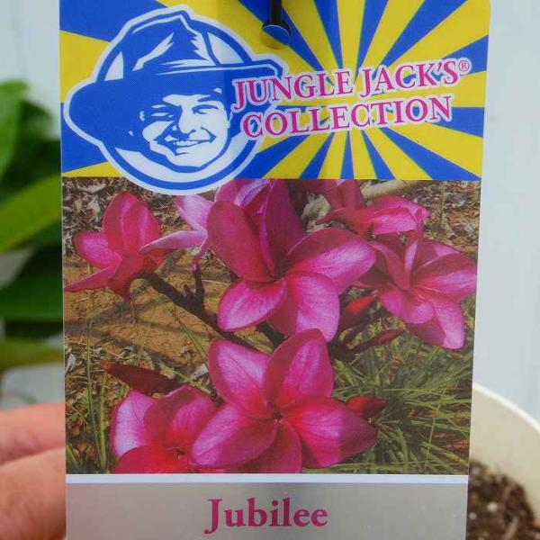 プルメリア 苗 5号 ジュビリー ピンク花 熱帯花木 夏の花 ジャングル