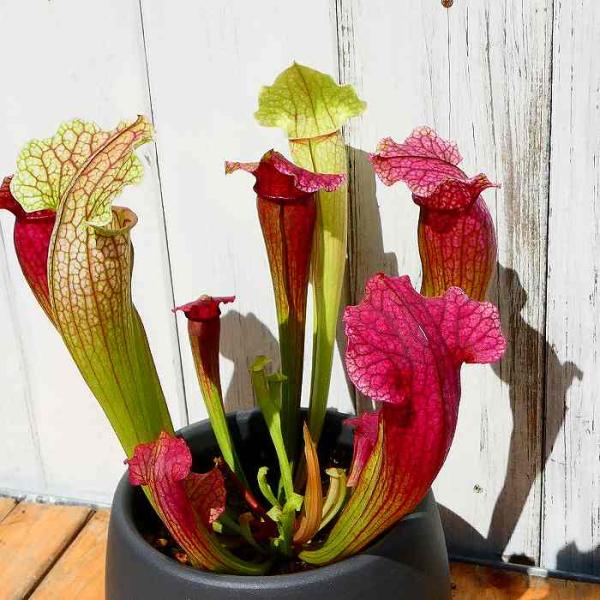 サラセニア 食虫植物 食虫植物 サラセニア フィラデルフィア 苗 観葉植物 3号ポット 230404