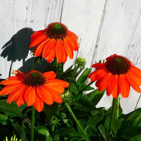 エキナセア 苗 アルチザン レッドオンブレ 3.5号 宿根草