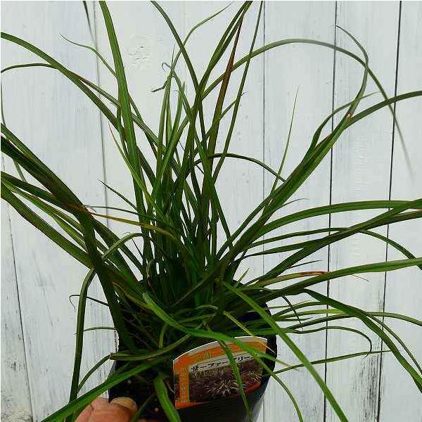 ニューサイラン 苗 サーファーグリーン 3.5号 フォーミウム 観葉植物