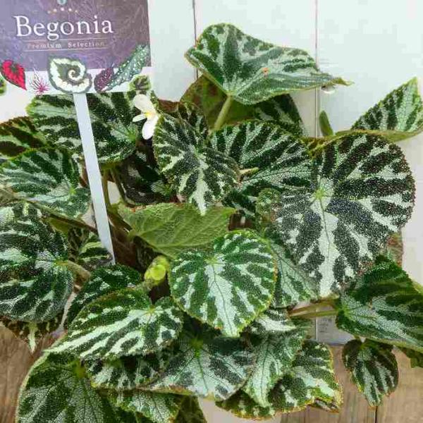 ベゴニア シルバージュエル 確認用 レックスベゴニア シルバージュエル 5号 白花 鉢植え 苗 観葉植物