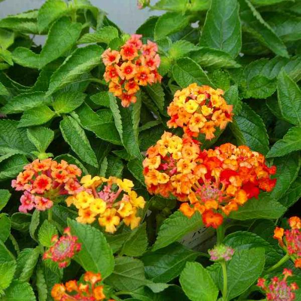 ランタナ 苗 バンダナ ホットレッド 5号 鉢植え 夏の花 夏花壇 小花