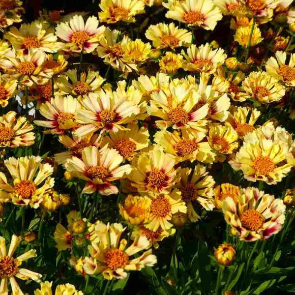 コレオプシス 苗 サンセットバースト ソランナ 3.5号 黄花 耐寒性