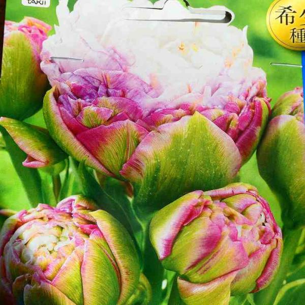 チューリップ 球根 ペギーワンダー 3球 八重咲き 枝咲き ピンク 希少種