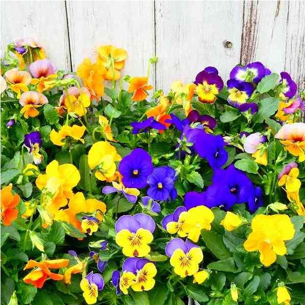 ビオラ 苗 花色お任せ 3.5号ポット 花壇苗 すみれ 241029 : お花