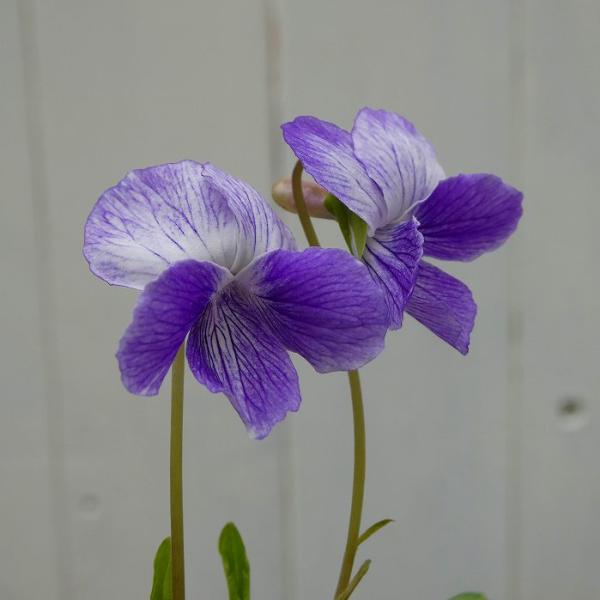 すみれ 苗 アナマハケメ 2.5号 日本すみれ スミレ 花苗 山野草 宿根草