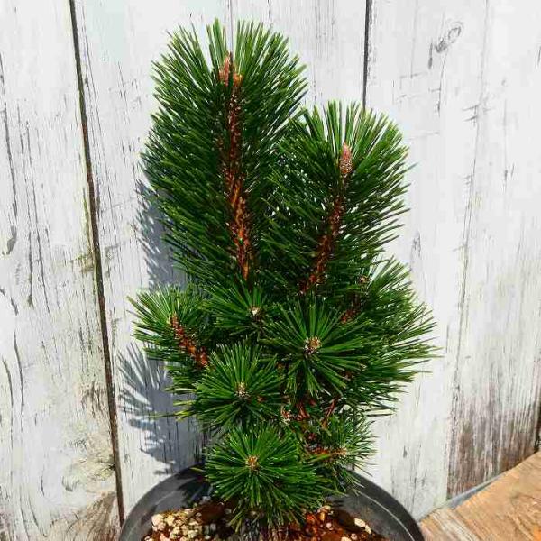 黒松 庭木 ◆ 近畿地方限定送料無料 shouzanen_10005730