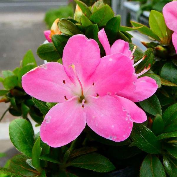 大特価！ツツジ 盆栽　超極太　雲仙 深山霧島　花蕾沢山あります 大特価！ツツジ 盆栽 超極太 雲仙 深山霧島 花蕾沢山あります