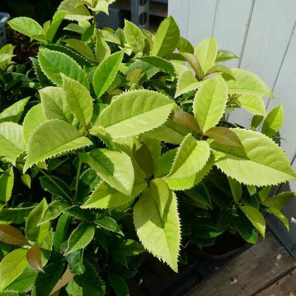 ギンモクセイ 苗 七変化 銀木犀 5号 金木犀の白花 香りの花 250825