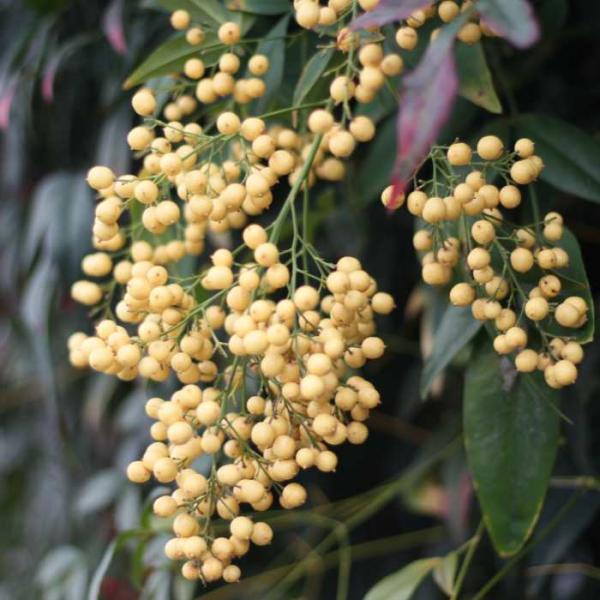 白実の南天の苗です。株が充実すると大豆の様なクリーム色の実が付きます。春〜秋口は明るい緑色ですが、寒さに当たると黄色に紅葉します。暑さ寒さ共に強い常緑低木です。庭植え、鉢植えどちらでも栽培可能です。 ポットの直径は10.5cm（3.5号）で...