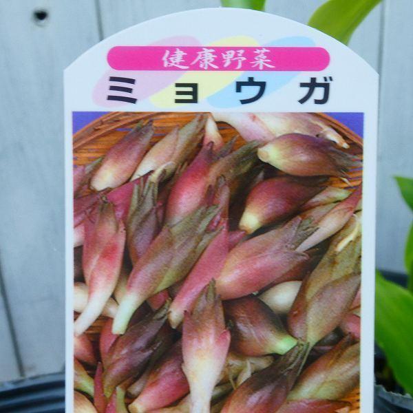 野菜苗 ミョウガ みょうが 苗 3 5号ポット ハーブ 野菜苗 耐寒性強 2517 Compass お花処 昌山園 通販 Yahoo ショッピング