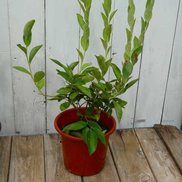 大実ブルーベリー『デライト』の苗木です。暖地向きのラビットアイ系です。実付きを良くするため、同じラビットアイ系の別品種を近くに植えることをお勧めします。 ポットの直径は13.5cm（4.5号）です。 2