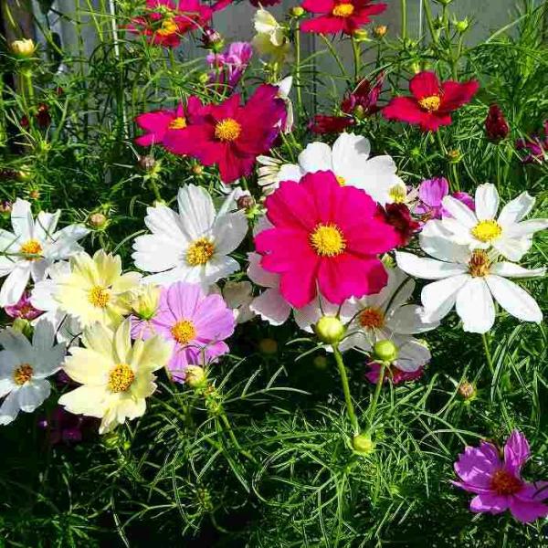 shouzanen_compass1696487617