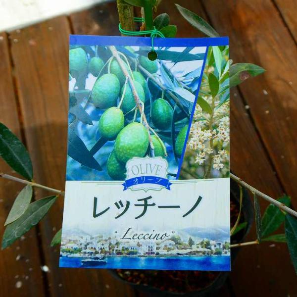 オリーブの木 オリーブ 苗 レッシーノ 4号 シンボルツリー 庭木 植木 常緑樹 260310