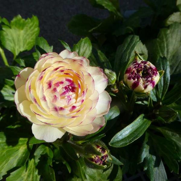 ラナンキュラス ラックス ペネロペ 4号ポット 白花 苗 耐寒性 宿根草