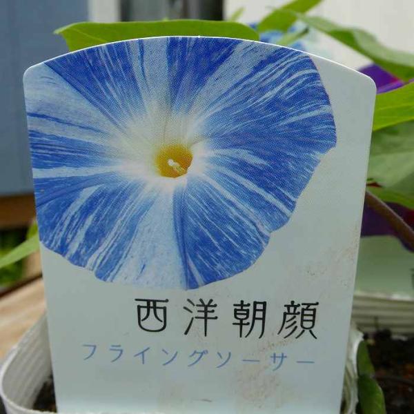朝顔 苗 西洋朝顔 フライングソーサー 3.5号 アサガオ 青花 ブルー