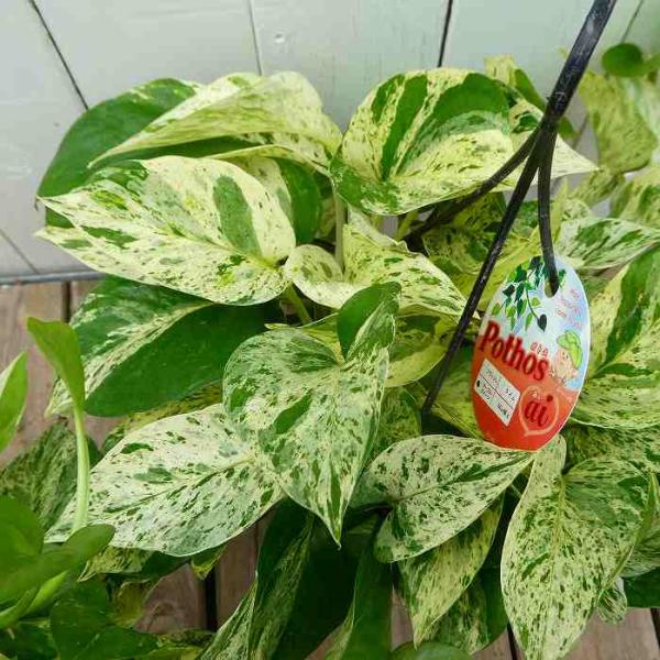 ポトス マーブルクイーン 5号吊り鉢 斑入り 観葉植物 枝垂れる 夏
