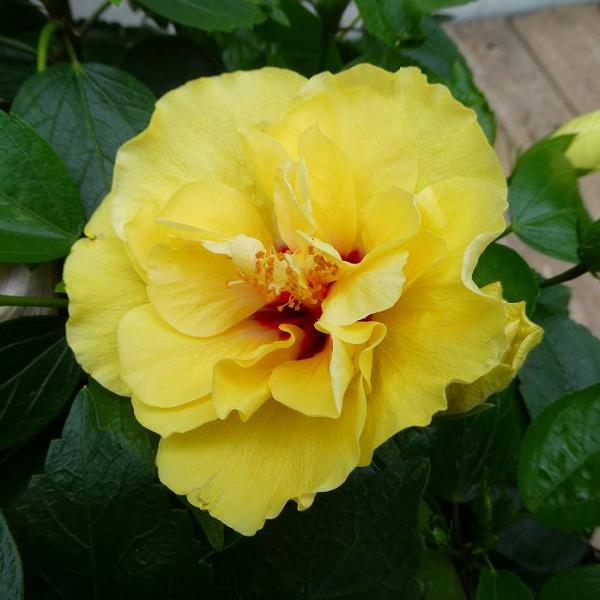 ハイビスカス　苗　大輪　黄色　イエロー　花木　1苗　限定品　観葉植物 ハイビスカス 苗 大輪 黄色 イエロー 花木 1苗 限定品 観葉植物