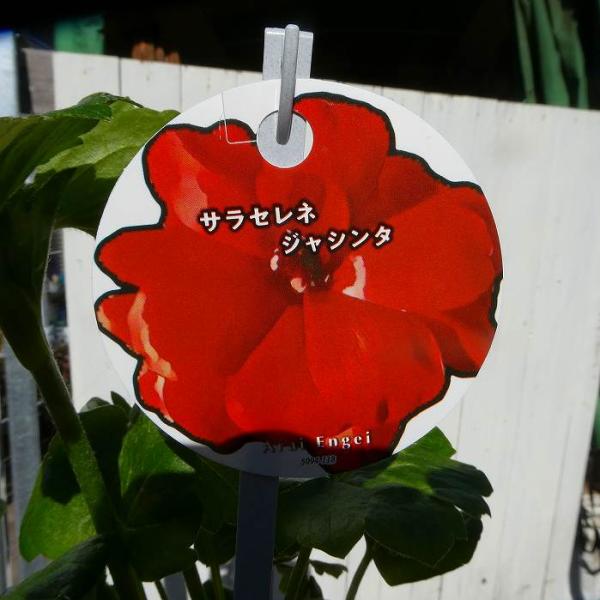 ラナンキュラス 苗 ランドセルシリーズ サラセレネ ジャシンタ 3.5号