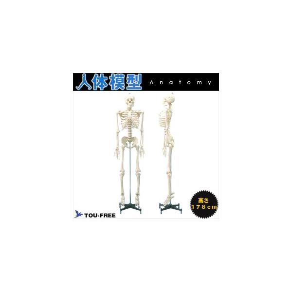 l̖͌^ g卜i͌^ ^Cv̓g̐l̑Sgi- 178Cm